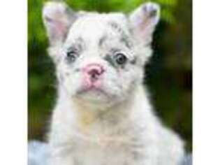 French Bulldog Puppy for sale in Nashville, TN, USA