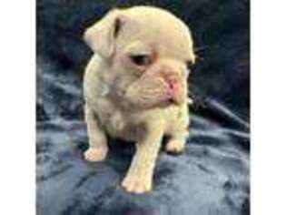 Pug Puppy for sale in Outlook, WA, USA