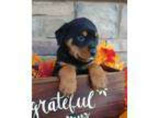 Rottweiler Puppy for sale in Spencerville, IN, USA