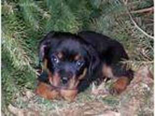 Rottweiler Puppy for sale in Atglen, PA, USA