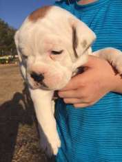 Olde English Bulldogge Puppy for sale in Amory, MS, USA