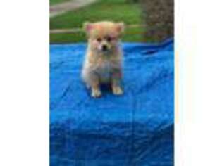 Pomeranian Puppy for sale in Terrell, TX, USA