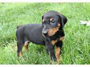Doberman Pinscher Puppy for sale in Cannelburg, IN, USA