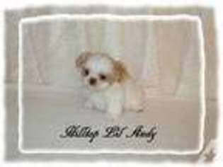Mutt Puppy for sale in WELLSVILLE, NY, USA