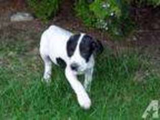 Great Dane Puppy for sale in WRIGHTSVILLE, PA, USA
