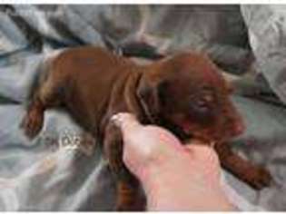 Doberman Pinscher Puppy for sale in Eagle Lake, FL, USA