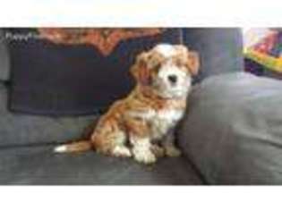 Labradoodle Puppy for sale in Kearney, NE, USA