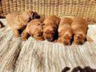 Golden Retriever Puppy for sale in South Haven, MN, USA