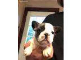 French Bulldog Puppy for sale in Naples, NY, USA