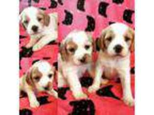 Brittany Puppy for sale in Hanceville, AL, USA
