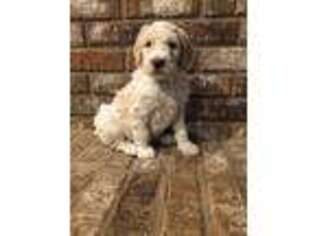 Mutt Puppy for sale in Mccomb, MS, USA
