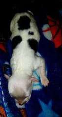 Mutt Puppy for sale in ROACHDALE, IN, USA