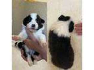 Border Collie Puppy for sale in La Puente, CA, USA