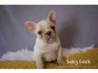 French Bulldog Puppy for sale in Berryville, AR, USA