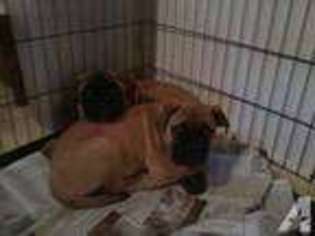 Bullmastiff Puppy for sale in EAST BERLIN, PA, USA