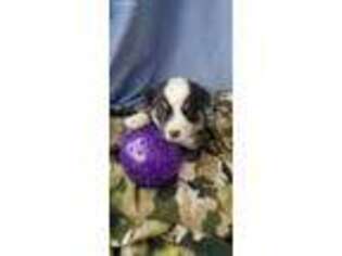 Cardigan Welsh Corgi Puppy for sale in Aztec, NM, USA