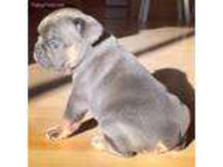 French Bulldog Puppy for sale in Orem, UT, USA
