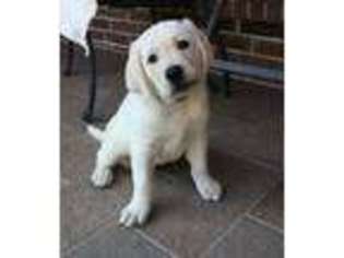 Labrador Retriever Puppy for sale in Lewisville, TX, USA