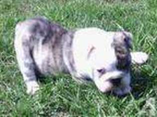 Bulldog Puppy for sale in SUAMICO, WI, USA