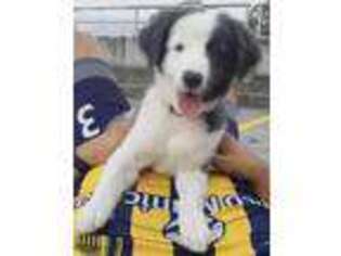 Border Collie Puppy for sale in Medford, MA, USA