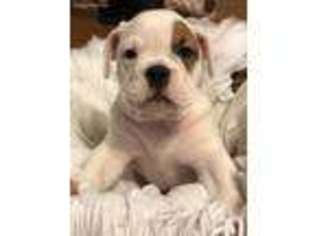 Bulldog Puppy for sale in Lagrange, GA, USA