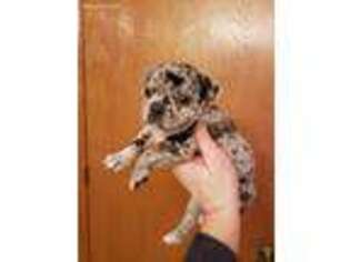 Mutt Puppy for sale in Cambridge, WI, USA