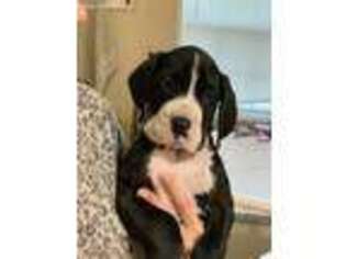 Great Dane Puppy for sale in Homerville, GA, USA