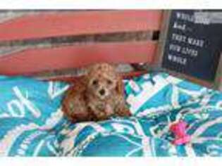 Cavapoo Puppy for sale in Bowling Green, KY, USA