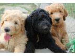 Goldendoodle Puppy for sale in JEANNETTE, PA, USA
