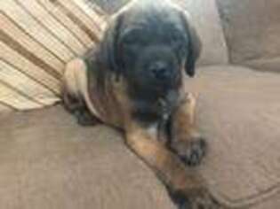 Mastiff Puppy for sale in Chillicothe, OH, USA