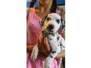 Dalmatian Puppy for sale in Keystone Heights, FL, USA