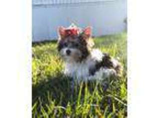 Biewer Terrier Puppy for sale in New Orleans, LA, USA