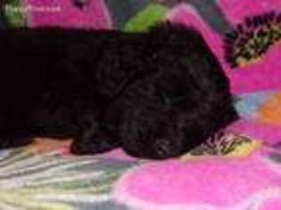 Saint Berdoodle Puppy for sale in Lawrenceburg, KY, USA
