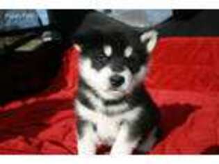 Alaskan Malamute Puppy for sale in Fulton, MO, USA