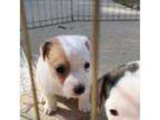 Jack Russell Terrier Puppy for sale in Lake Elsinore, CA, USA