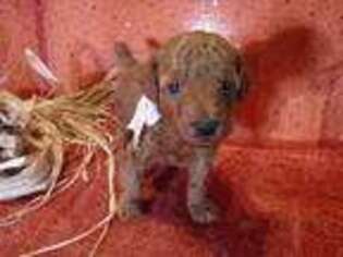 Mutt Puppy for sale in Frederic, WI, USA