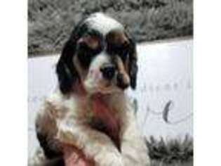 Cocker Spaniel Puppy for sale in Florence, SC, USA
