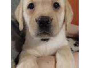 Labrador Retriever Puppy for sale in Henryville, IN, USA