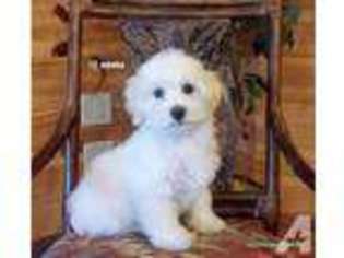 Havanese Puppy for sale in MILLERSBURG, MI, USA