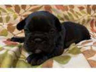French Bulldog Puppy for sale in Goshen, NY, USA