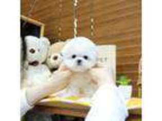 Maltese Puppy for sale in Oak Ridge, TN, USA