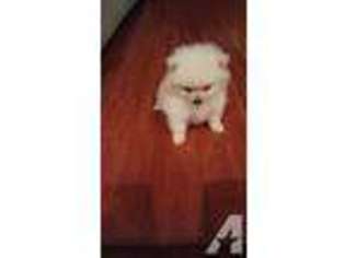 Pomeranian Puppy for sale in LAKEWOOD, CA, USA