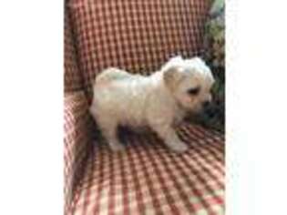 Havanese Puppy for sale in Severna Park, MD, USA