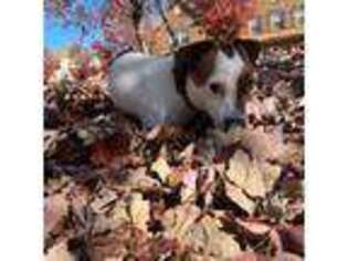 Jack Russell Terrier Puppy for sale in Marietta, GA, USA