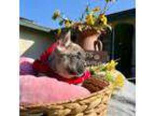 French Bulldog Puppy for sale in Bakersfield, CA, USA