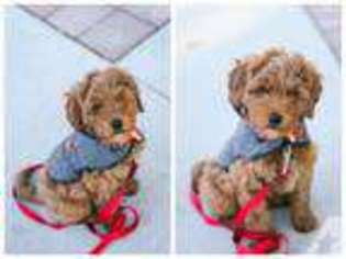 Mutt Puppy for sale in RIDGEFIELD, WA, USA
