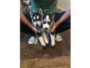 Siberian Husky Puppy for sale in Mound City, IL, USA