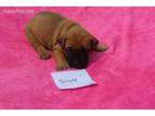 Boerboel Puppy for sale in Myerstown, PA, USA