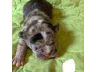 French Bulldog Puppy for sale in Avoca, MI, USA