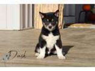 Shiba Inu Puppy for sale in Bernville, PA, USA